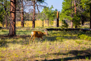 Saskatoon Forestry Farm Park & Zoo