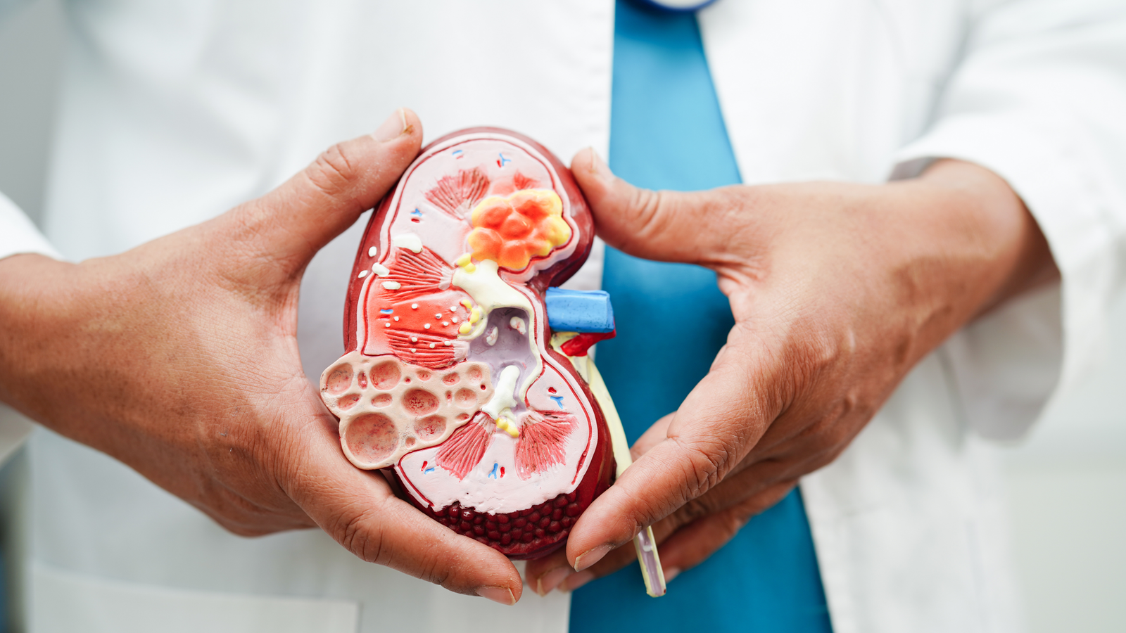 Nephrology: Is It the Right Fit for You?